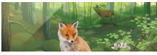 Tournoi Forêt Mixte